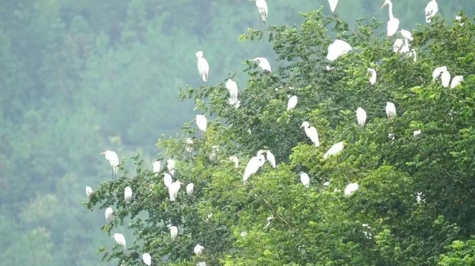 中央生态环保督察