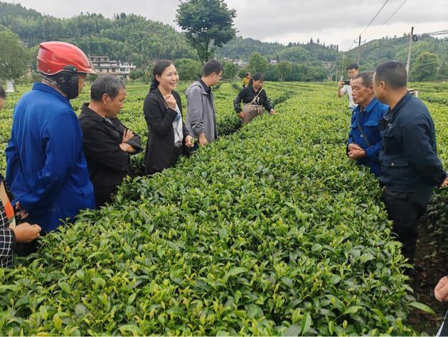 省农科所考察桥头乡茶叶产业