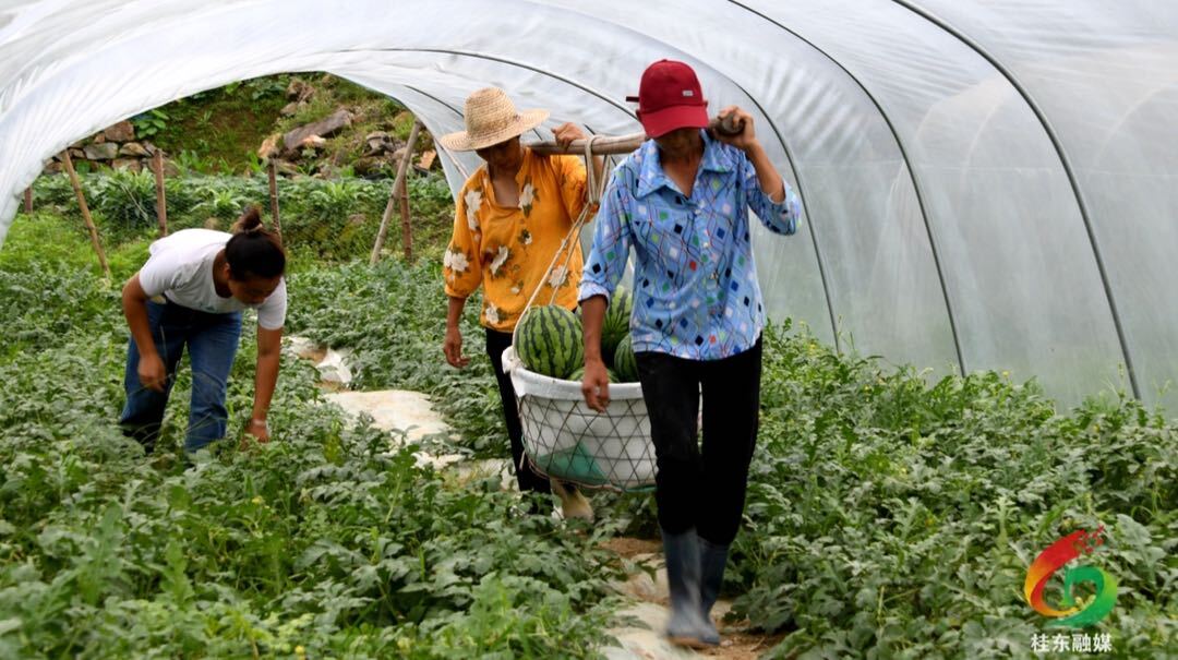 东洛：头茬西瓜“甜蜜”上市 瓜果飘香好“丰”景