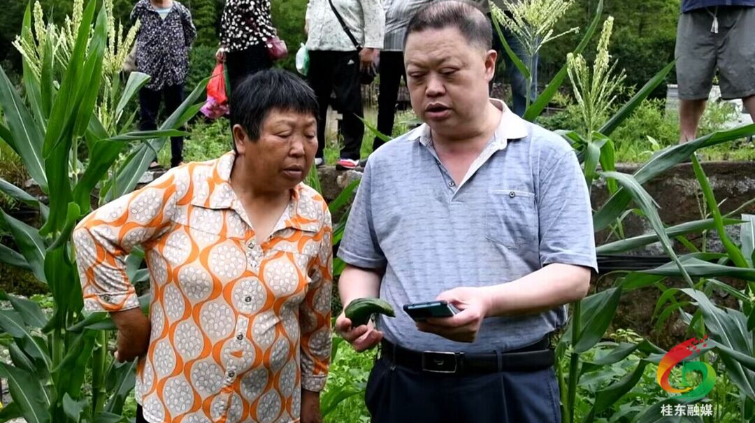 全面实施“八大行动”｜普乐：农技服务进田间 把脉问诊出良方