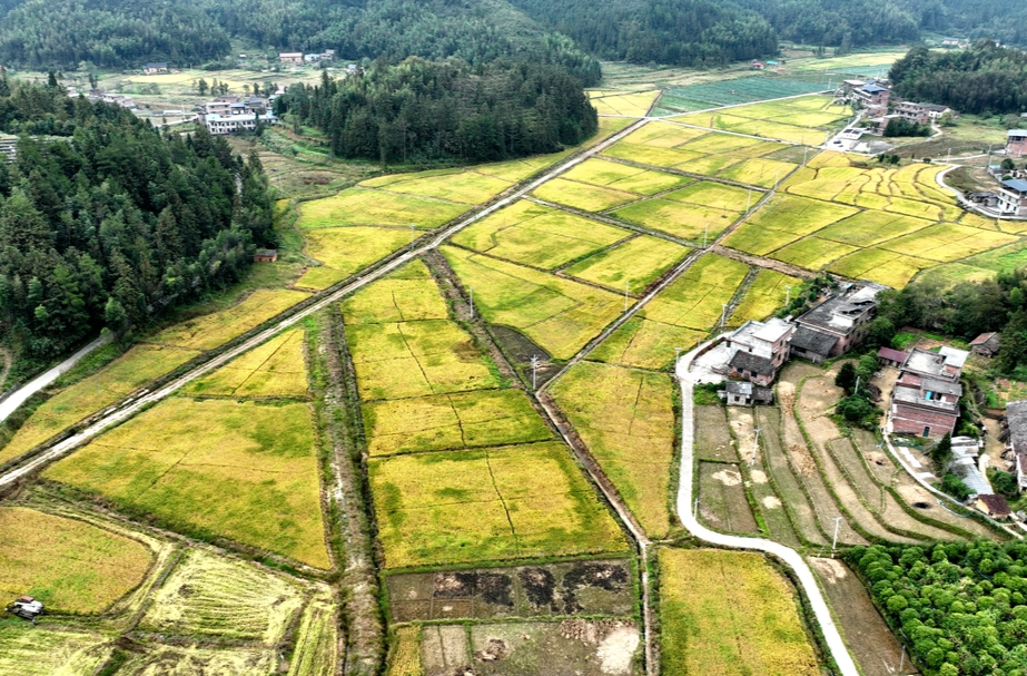 东洛高山冷水米开镰收割