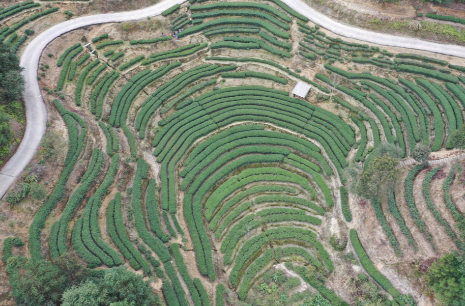 桥头：头茬春茶抢“鲜”开采