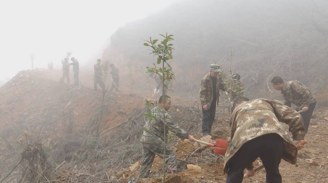 植树活动掀热潮 桂东大地添“绿装”