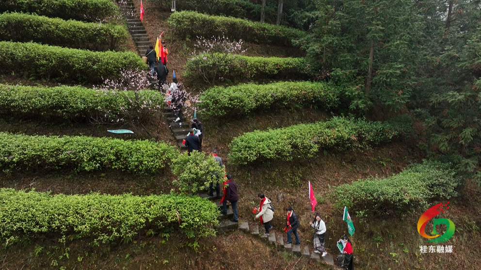 玲珑茶春茶开采 百名客商共赴春日茶宴