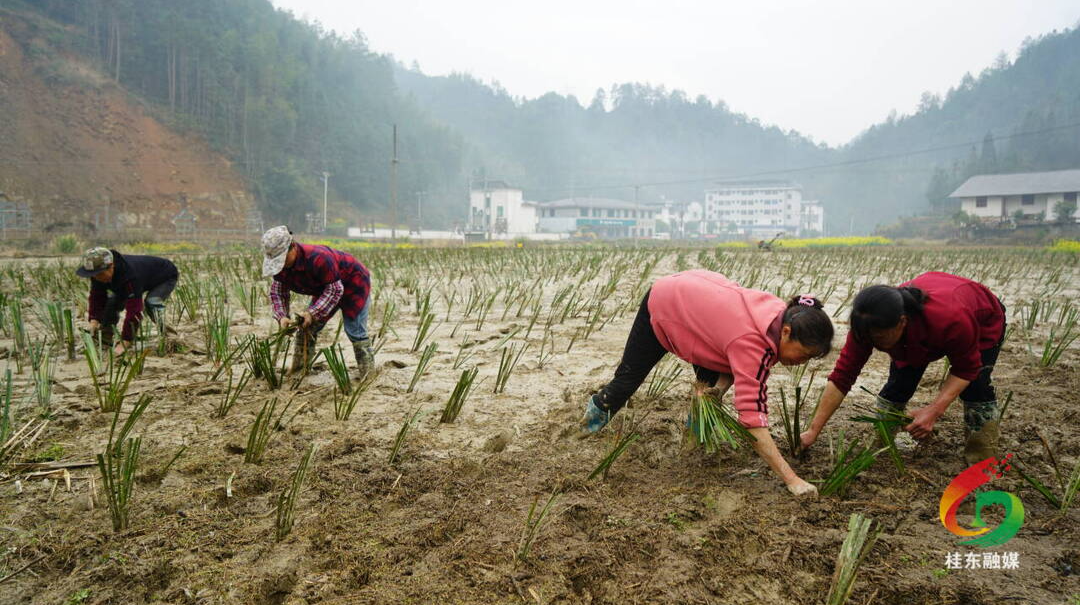 青山乡罗家村：种植石菖蒲 致富好“钱景”
