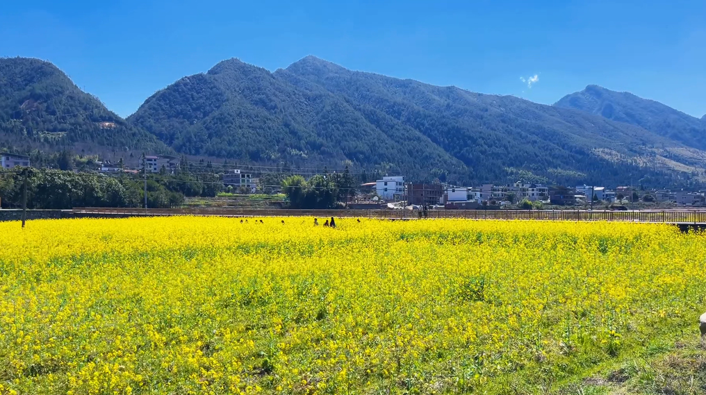 春色满园待君来！桂东油菜花海已上线