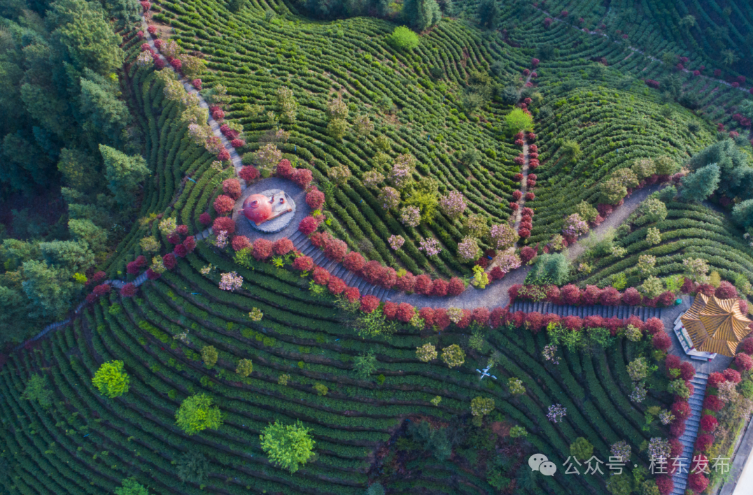 高山论茶，恋上高海拔|郴州首届高山茶大赛暨“茶文化”旅游季即将启幕