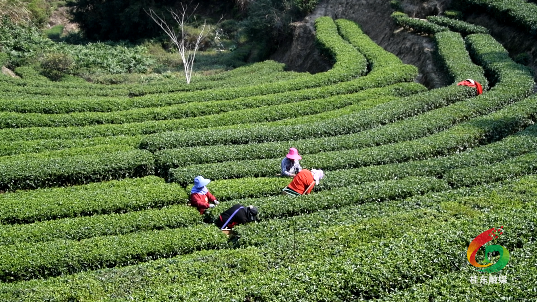 春茶采摘加工忙 茶香四溢产业兴