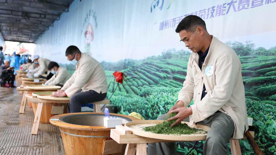 一片叶 一杯茶 一个梦：郴州“茶王”诞生