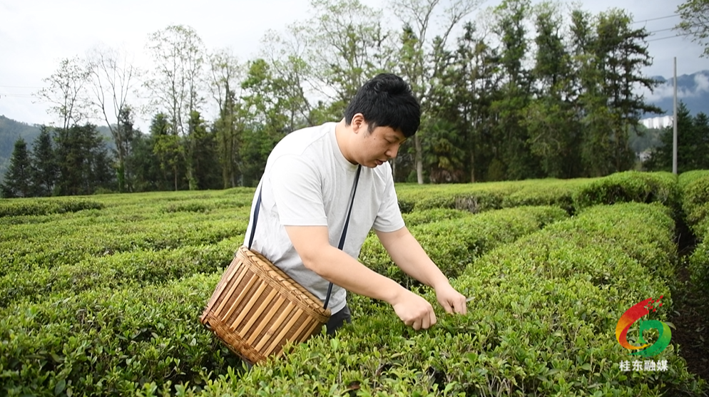 龚辉龙：退伍不褪色 军魂铸“茶王”