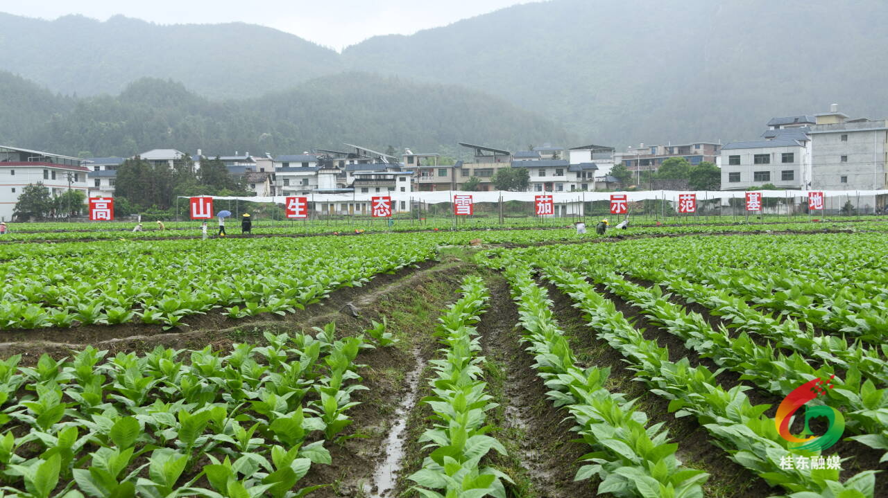 沙田镇：雪茄田间管理忙 产业发展势头旺