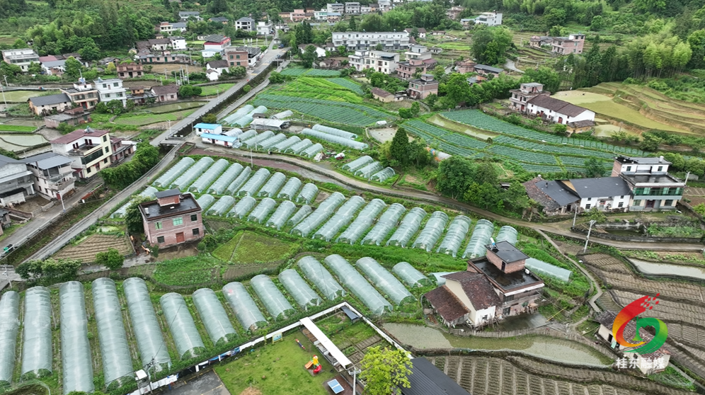 东洛乡：绿色产业兴乡村 山水田园引客来