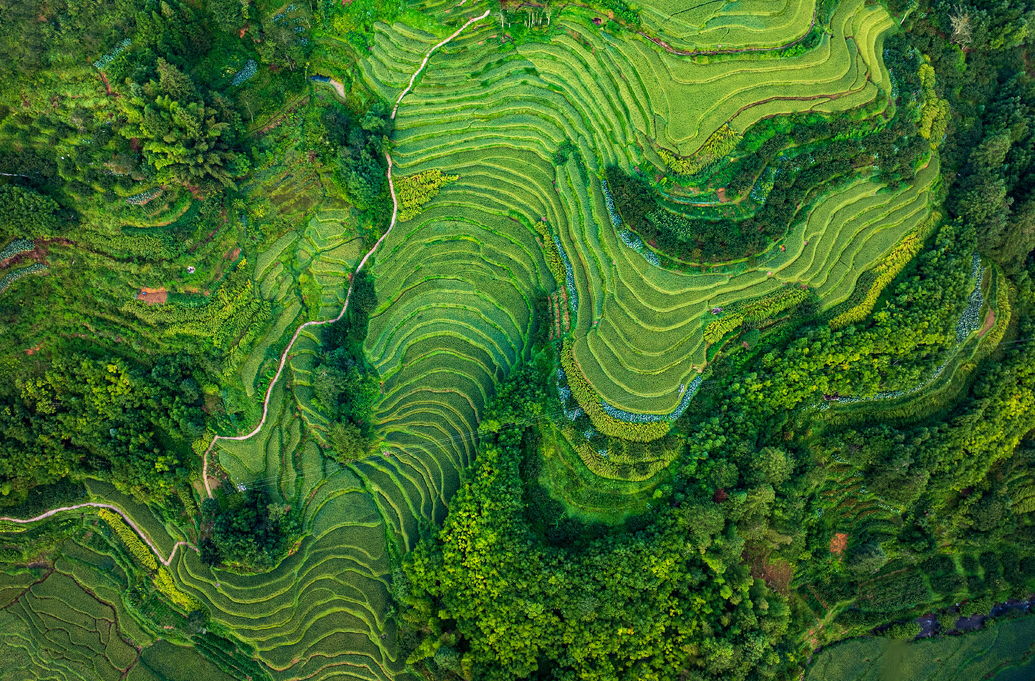 “爱上桂东·高海拔之恋”影像展·投稿作品⑦丨李平非《大地的绿色旋律》