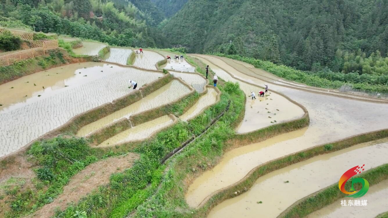 高山梯田插秧忙  “云上梯田”禾坪示范村项目建设加速推进