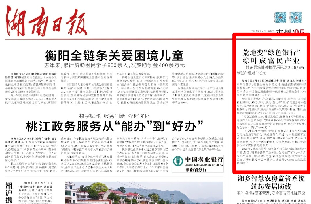 湖南日报看郴州丨粽叶种植2.45万亩，综合产值1个亿，桂东县让闲置土地变“绿色银行”