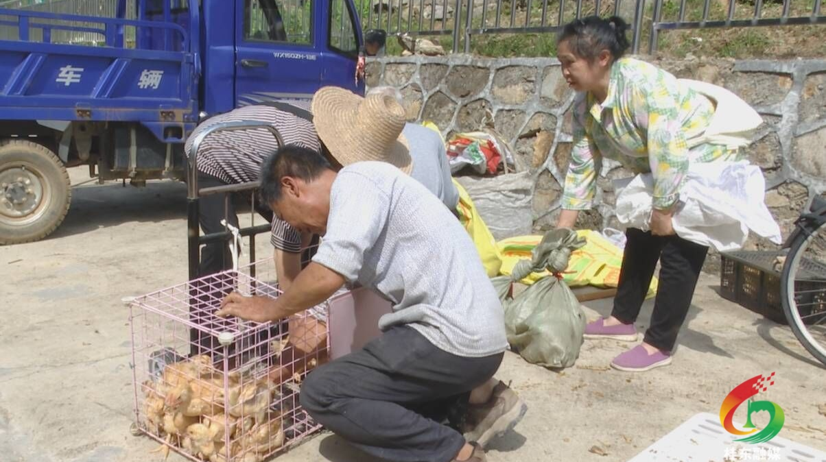 寨前新桥村：鸡苗送上门 增收添希望