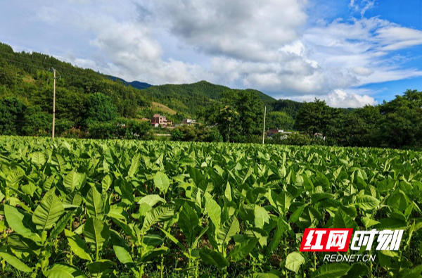 桂东普乐：红潮涌动山水间 山乡蝶变换新颜