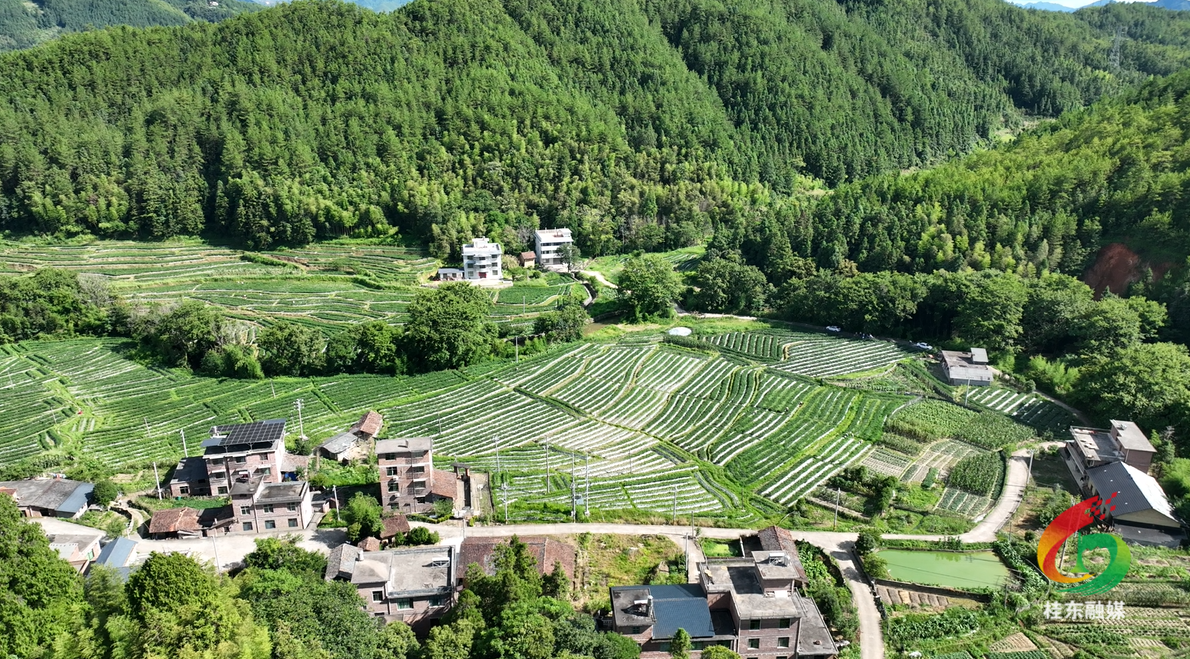 "四红"党建领航 大塘镇中和社区绘就乡村振兴新画卷