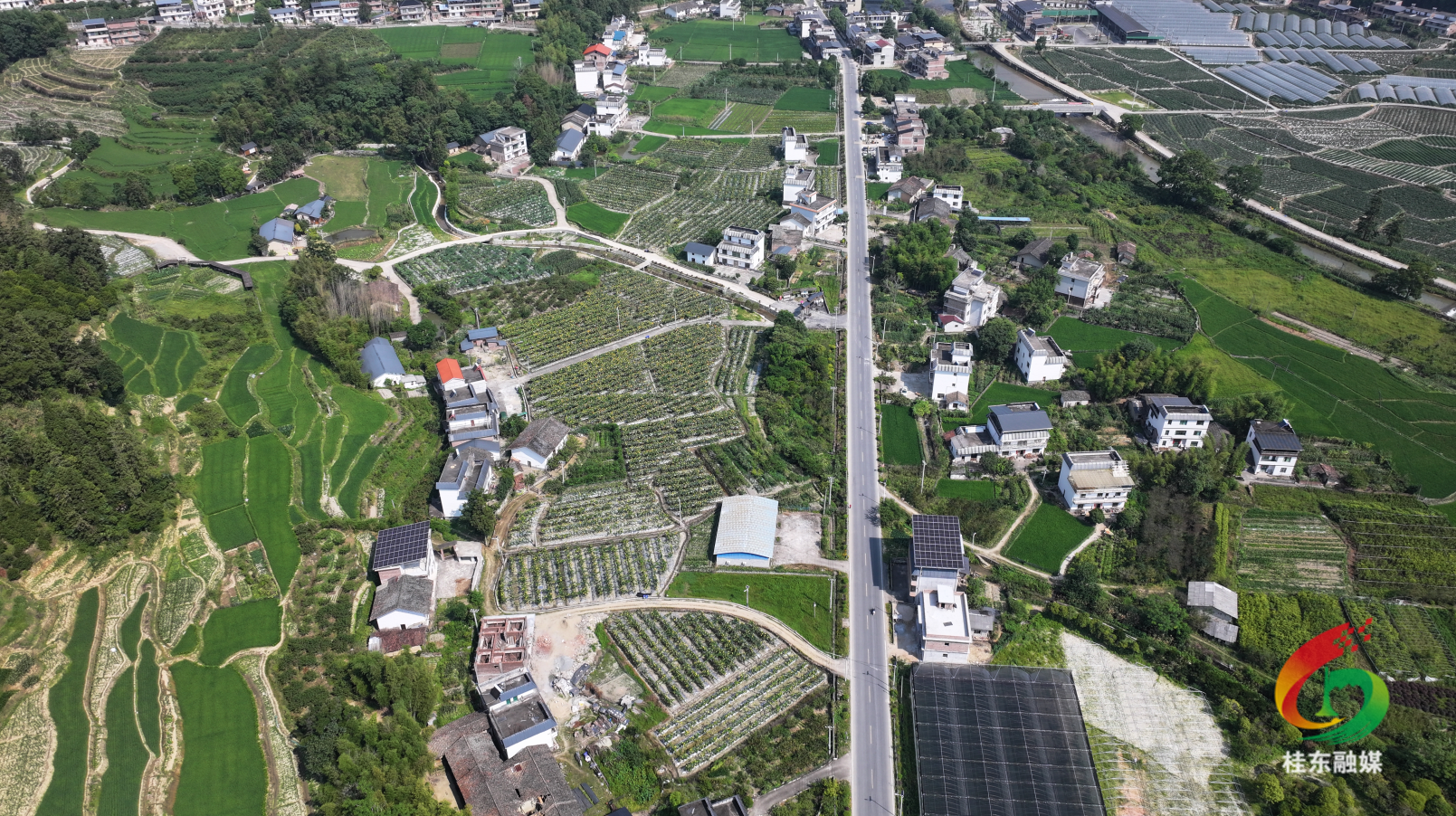 寨前槐村村：丝瓜喜丰收  村民笑开颜