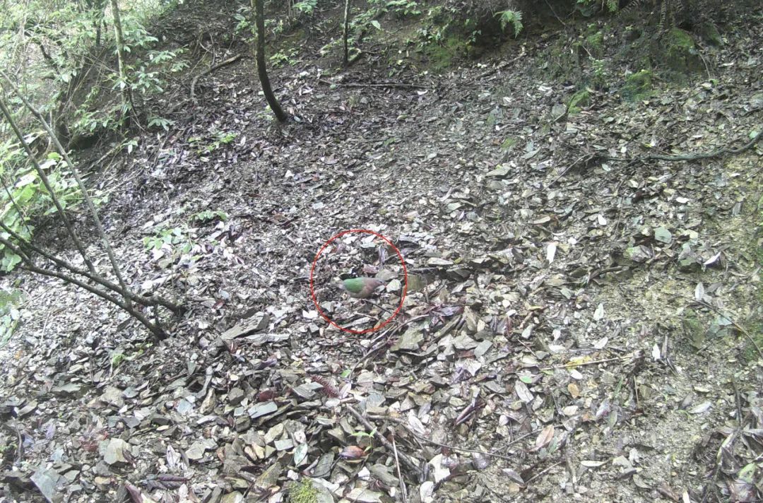 郴州首次！八面山首现珍稀绿翅金鸠