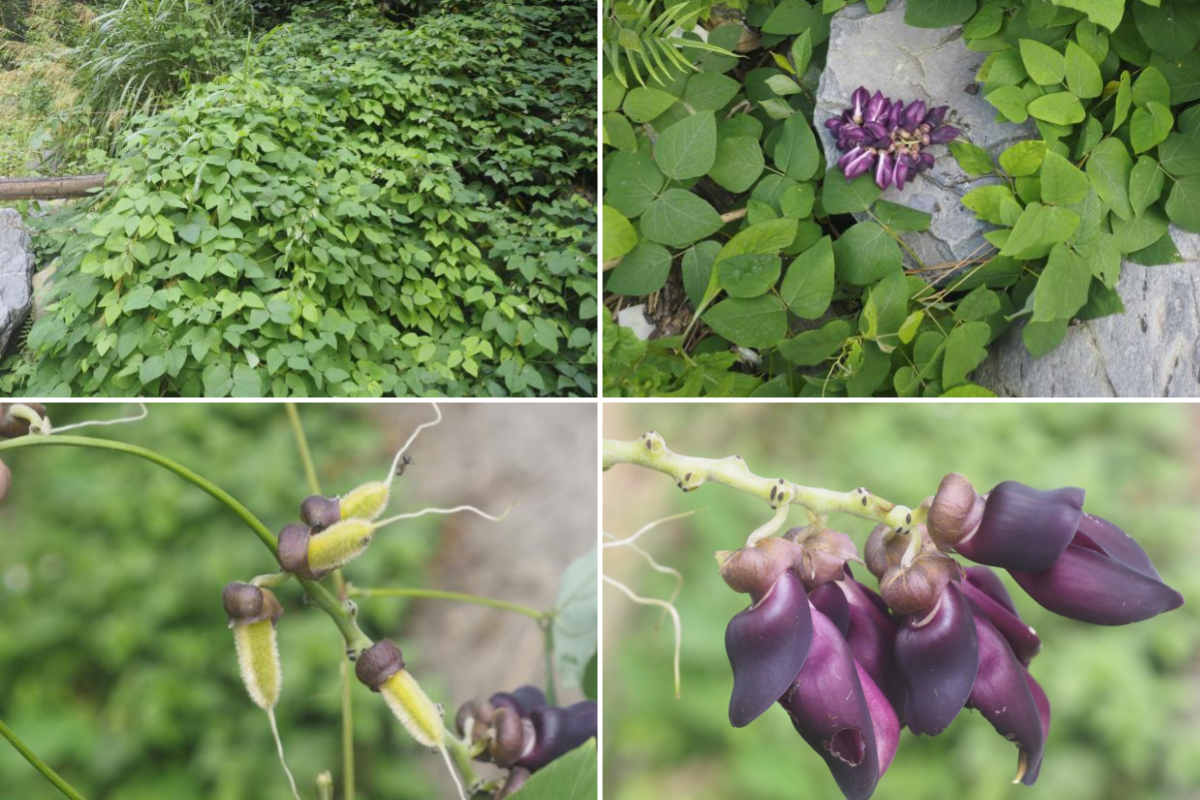 八面山保护区发现豆科植物新记录属 新记录种——褶皮油麻藤