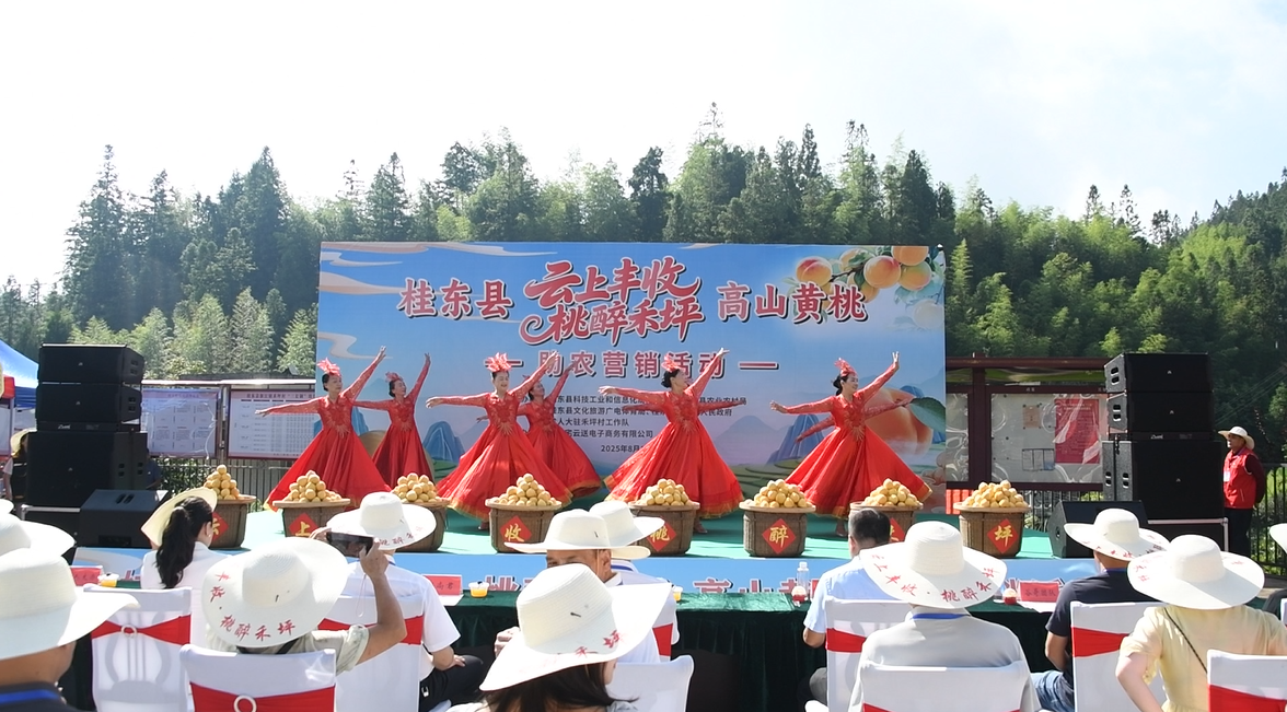 禾坪：高山黄桃产销两旺 “云上梯田”引客来