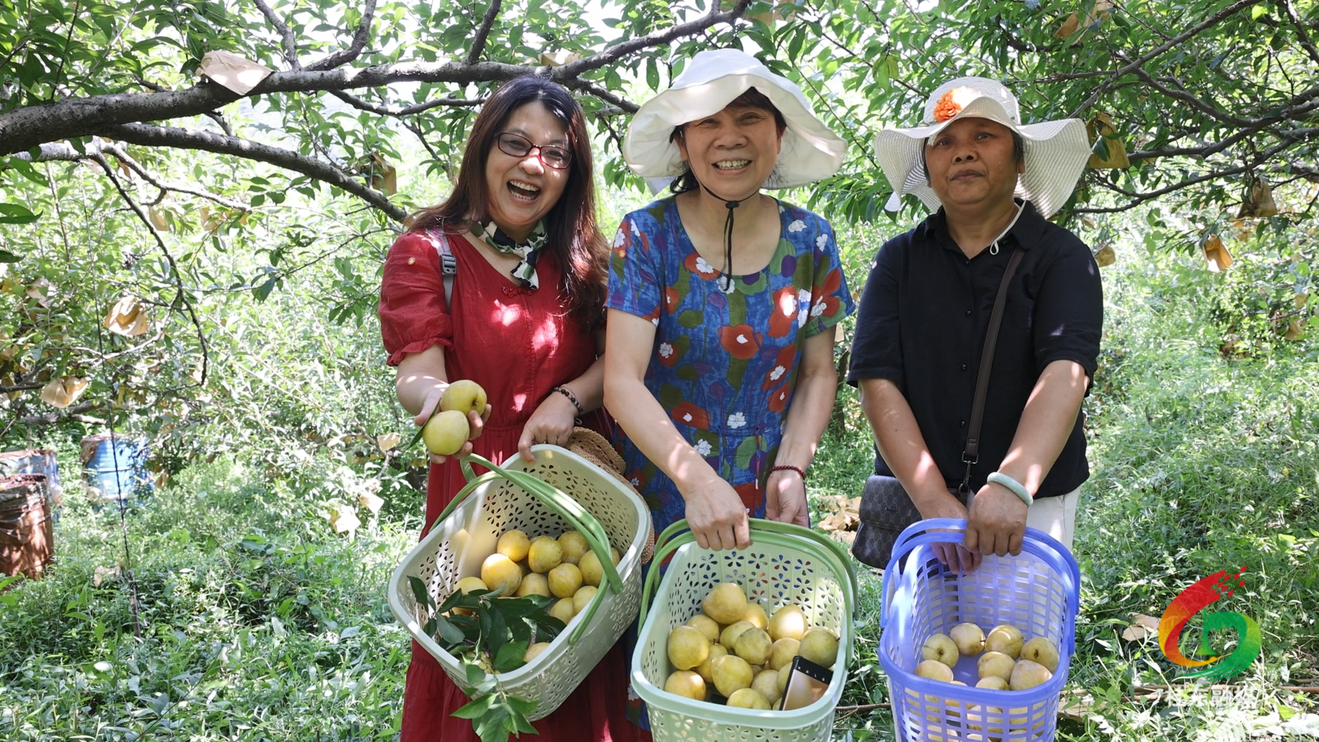 新坊乡举行摘奈李比赛  市民游客体验“甜蜜”健身日