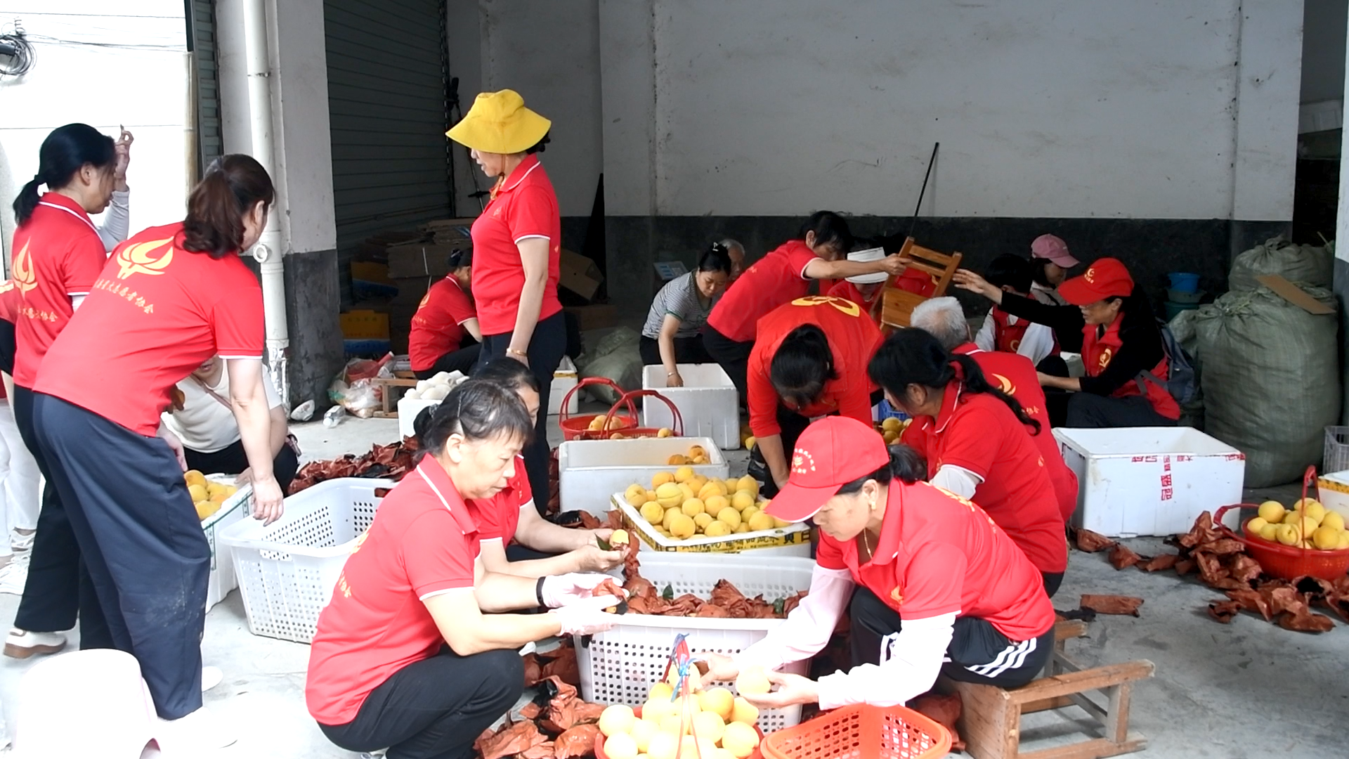 志愿助农解民忧 黄桃丰产又丰收