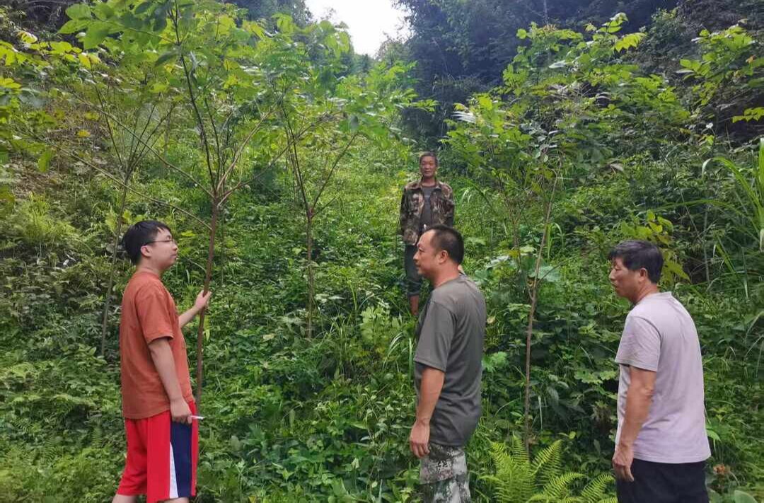 进我的乡村丨桂东彩洞村：招商引“药” 促增收