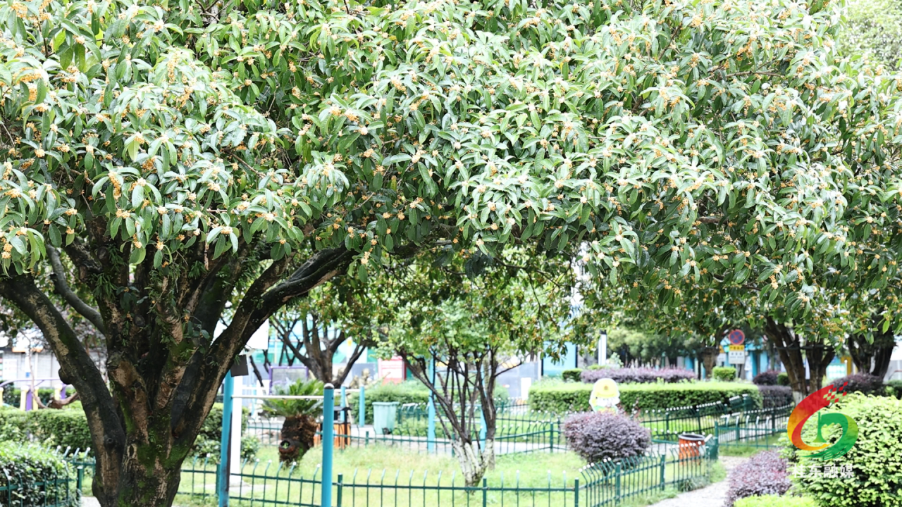 桂花凌寒开 香飘满县城