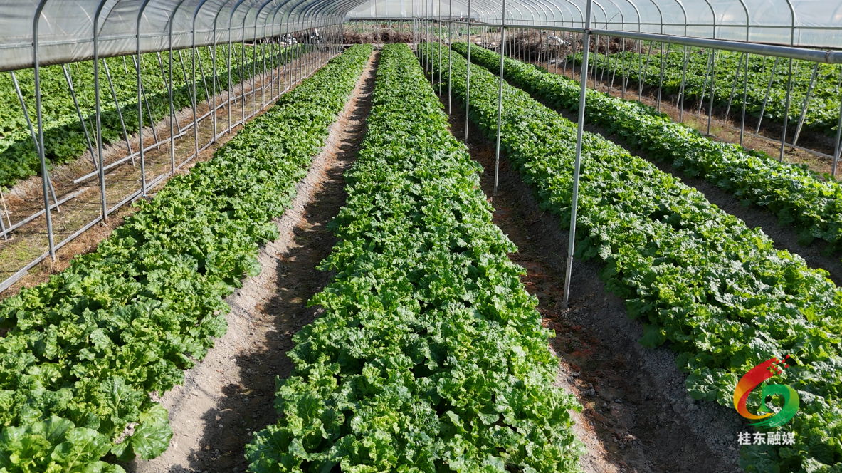 ​ 冬闲田变“增收田” 槐村村循环种植促振兴