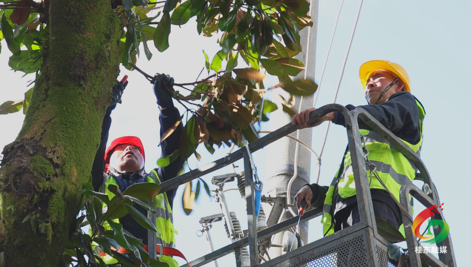行道树“梳妆”展新颜 市民出行添保障