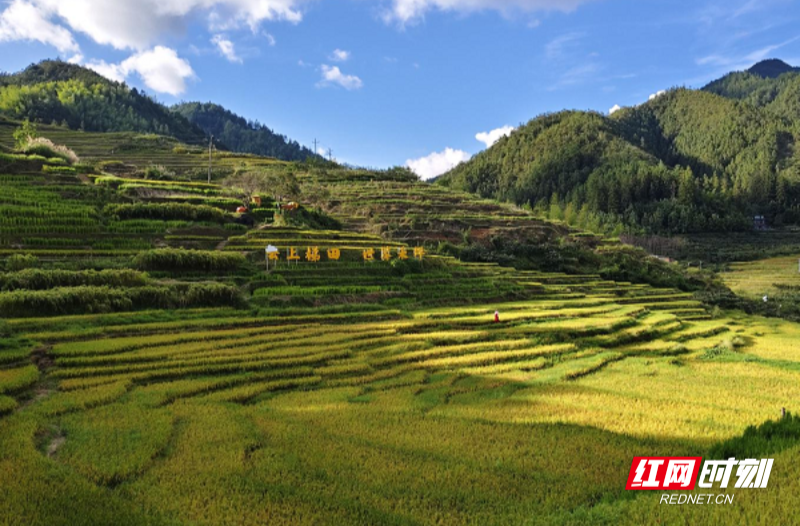 桂东县：党建“红引擎” 禾坪“绿富美”