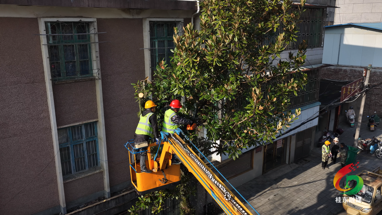 建设“最精最美幸福小城”：行道树“梳妆”迎冬 红灯笼“点睛”添彩
