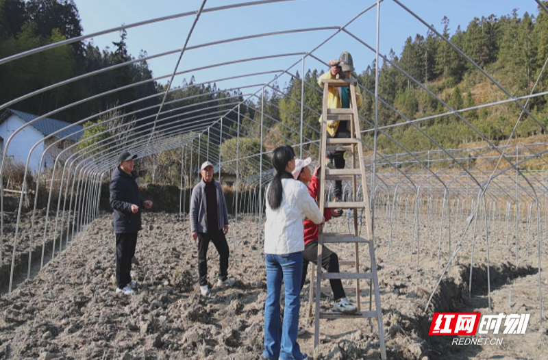 桂东县寨前镇：菜香漫山坳 实干富民心
