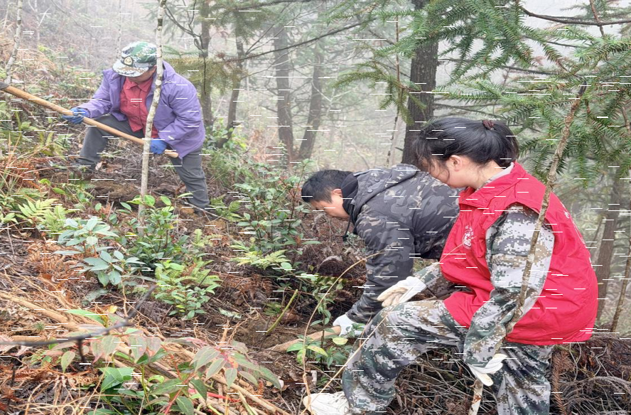 桂东新坊乡：栽下常青树 共筑振兴路
