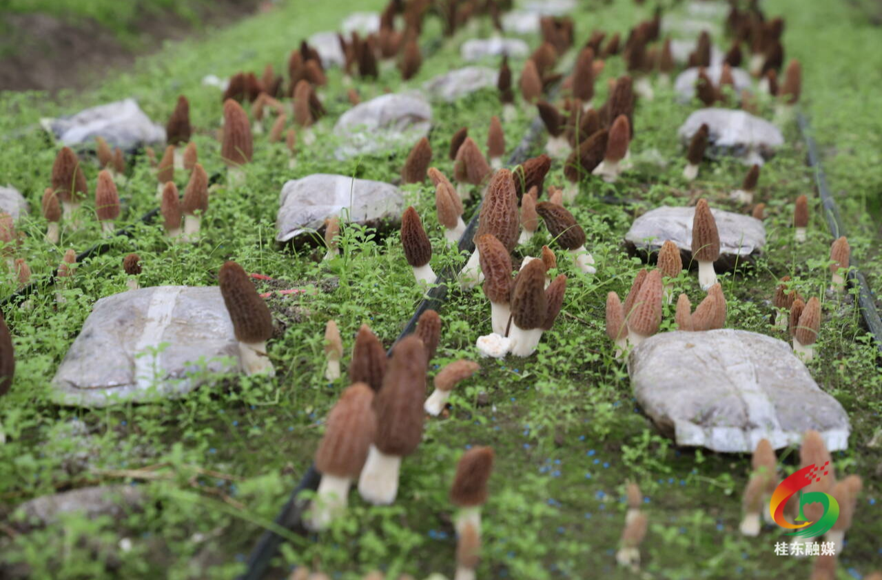 沤江镇江山村：羊肚菌抢“鲜”上市  “小菌菇”撑起“致富伞”