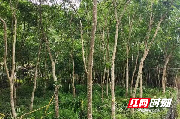 桂东县：红帆领航药飘香 青山沃野兴振兴