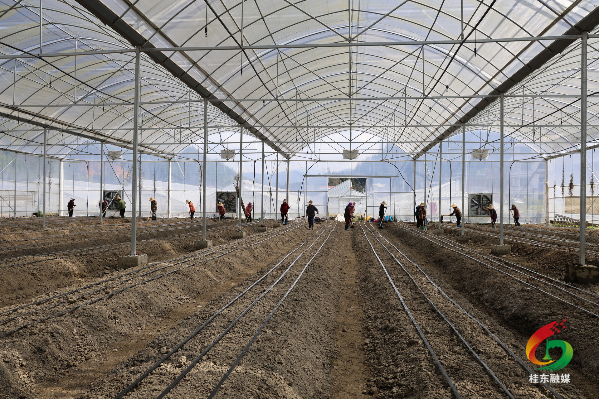 人勤春早 “桂”在耕耘|欣荣农业春耕备耕忙 赋能高山蔬菜产业提质增效