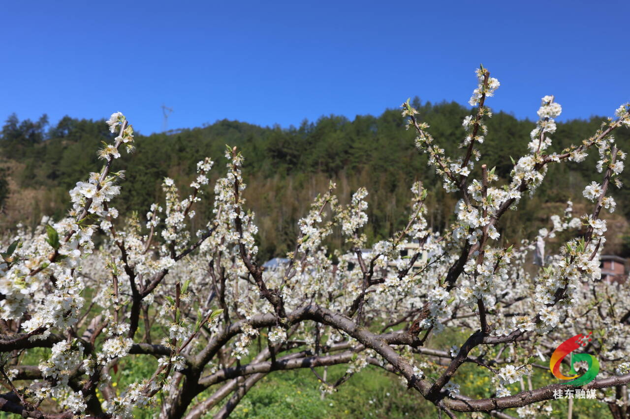 人勤春来早  “桂”在耕耘|新坊乡：千亩李花醉游人 科学管护促丰产