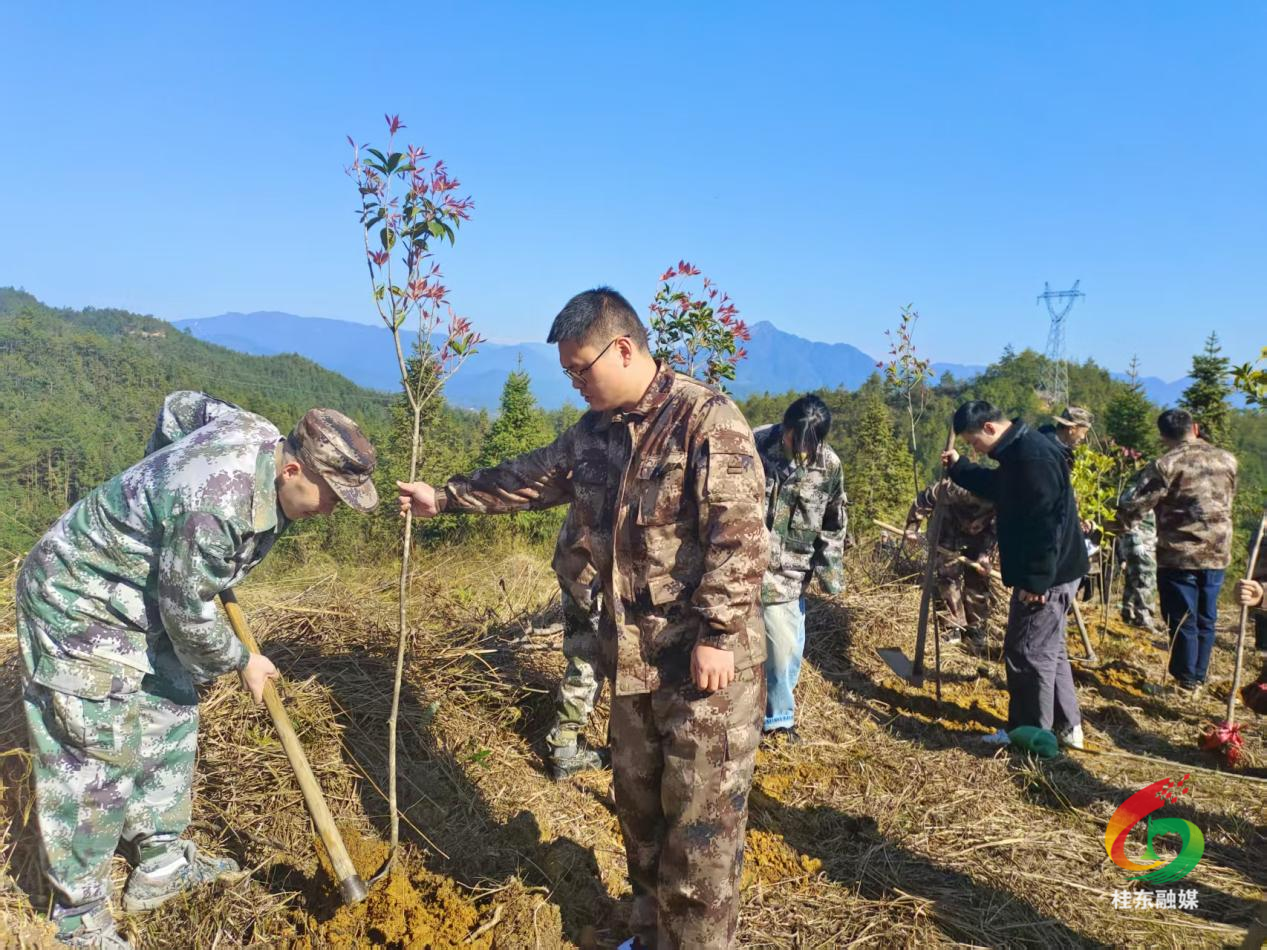 人勤春早 “桂”在耕耘|寨前镇开展义务植树活动