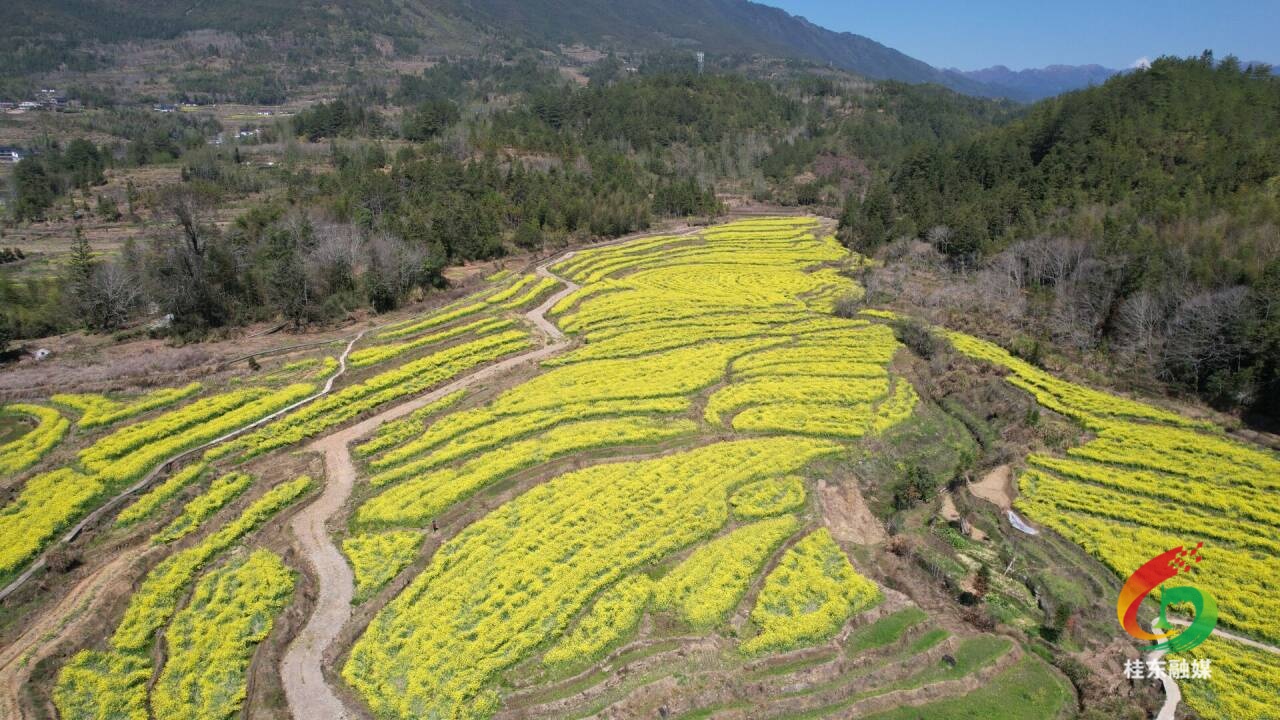 开局八好·兴城乡强区域|四都镇：春日花海经济热  农旅融合乡村兴