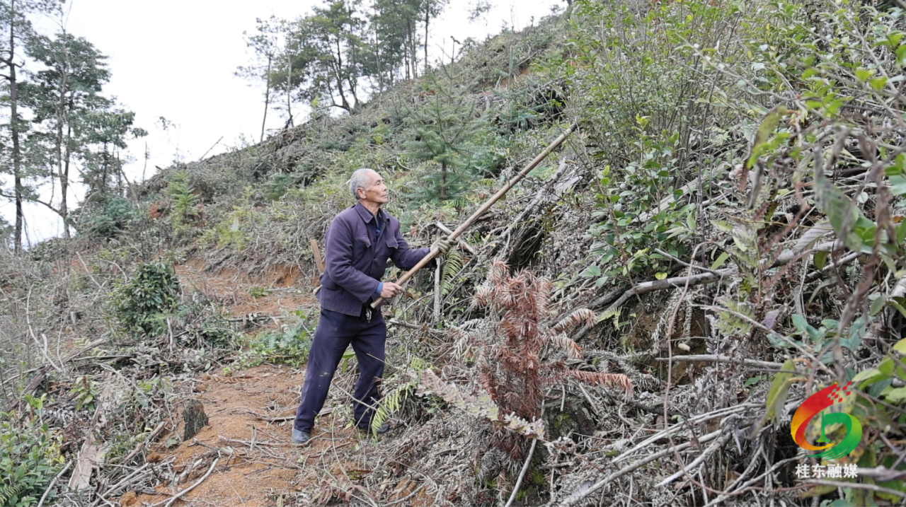 人勤春早 “桂”在耕耘|东洛乡东山林场：春管油桐忙 增收有“良方”