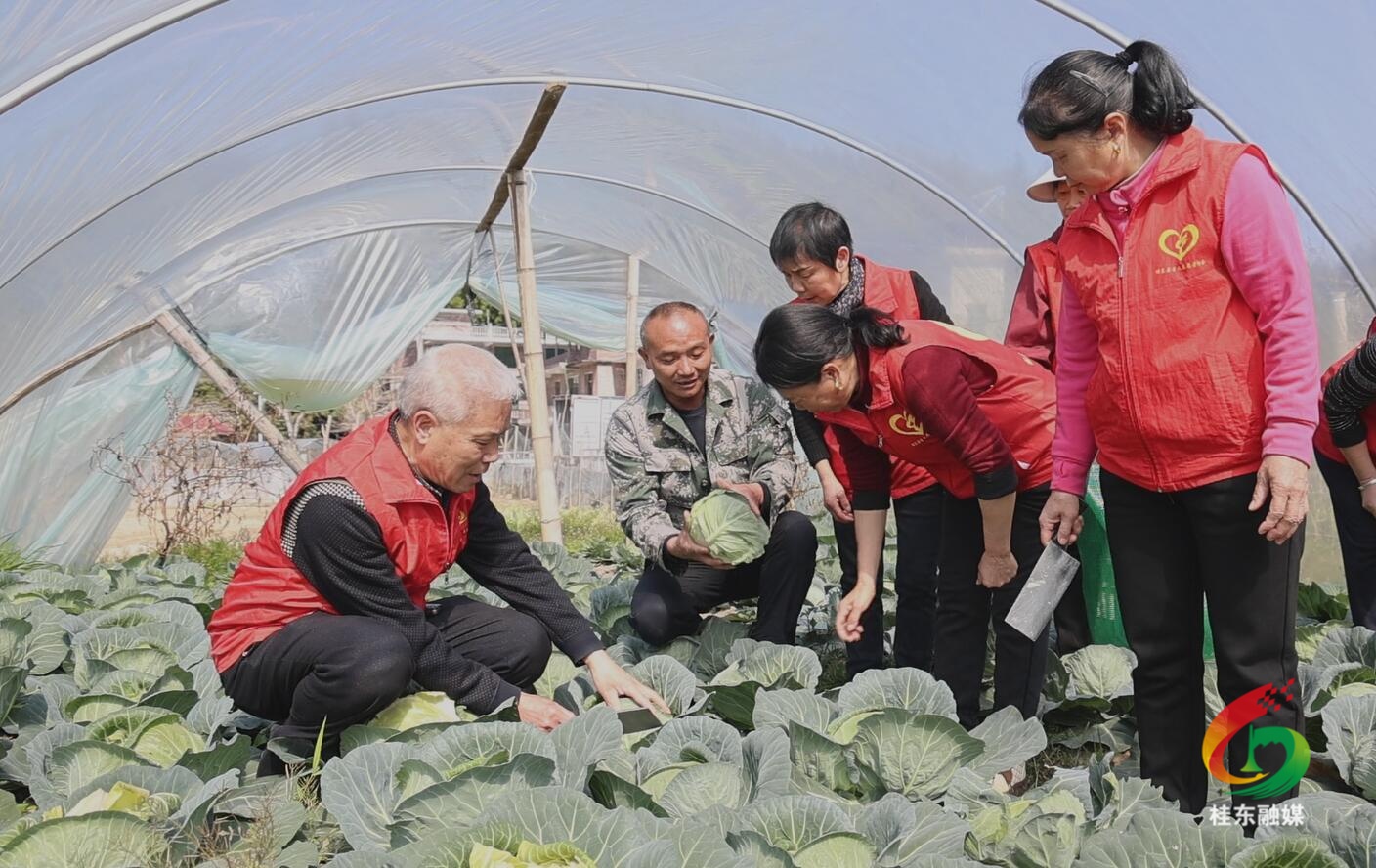 学雷锋 当先锋 | 县星火志愿者协会：精准助农解难题 志愿服务践初心