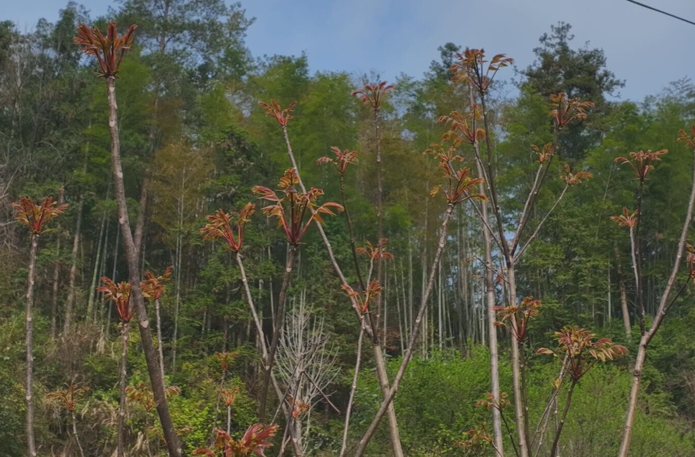 桂东有味|大塘春风：一箸椿芽 满口春鲜
