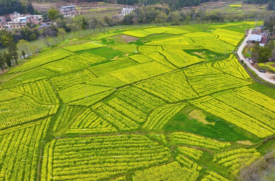 视频丨且以花海共富饶，桂东农旅融合呈现新图景