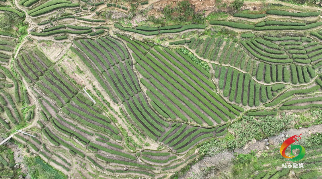 学雷锋 当先锋|县星火志愿者协会：竞赛采茶抢农时 志愿助农促丰收