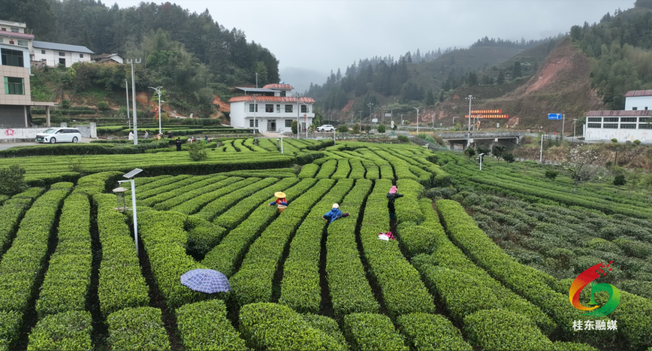 主播带你游|清泉：打卡省级乡村博物馆  解锁茶旅融合新玩法