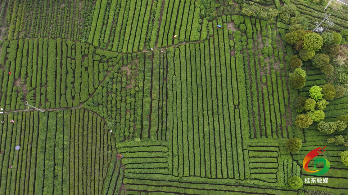 人勤春早  “桂”在耕耘|清泉镇：万亩茶叶采摘忙  产业兴旺助振兴