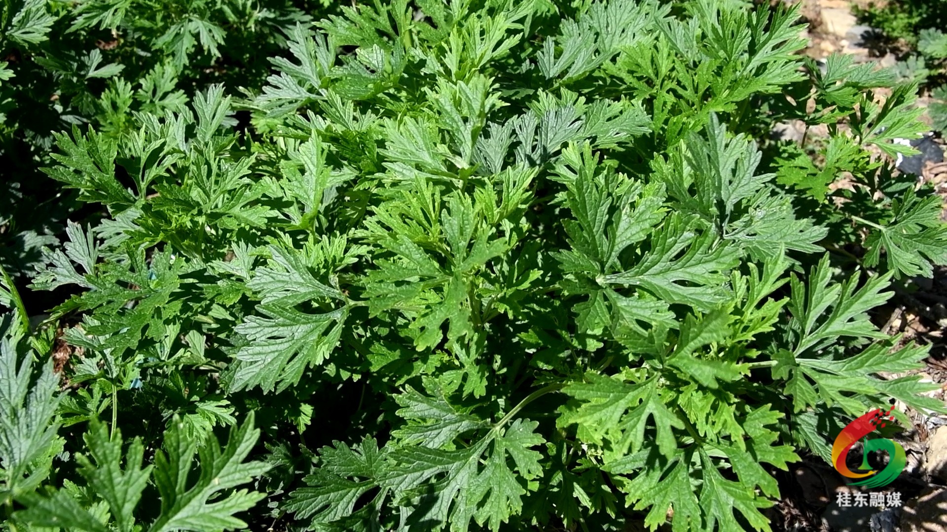 桂东有味|沙田：春日采撷益母草  药食同源滋味长